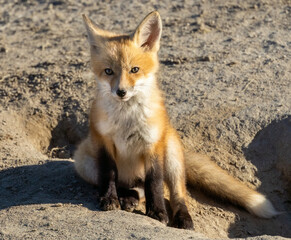 A little red fox kit near its den