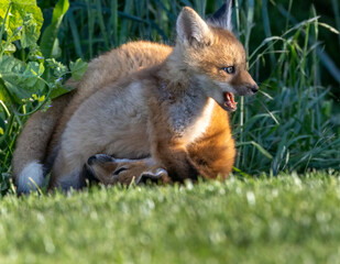 A family of foxes in a park setting