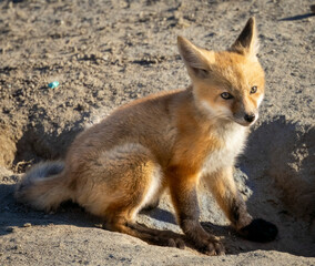 A little red fox kit near its den