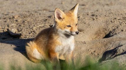 A little red fox kit near its den