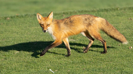 Fototapeta premium A fox keeping its distance on the green.