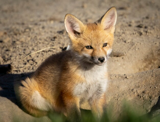 A little red fox kit near its den