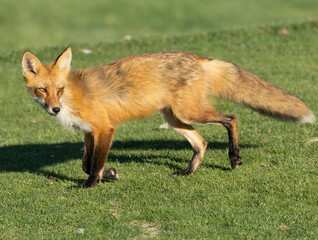 A fox keeping its distance on the green.