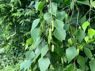 green leaves and inflorescences of birch tree