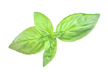 Basil leaves isolated on white