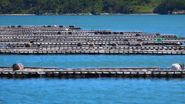 牡蠣養殖筏が浮かぶ三重県鳥羽湾の風景を船から移動撮影  4K  2024年5月8日