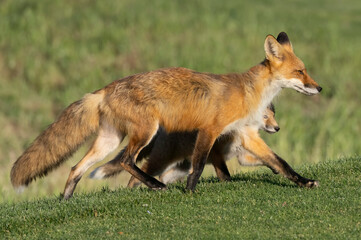 A young red fox kit making the rounds