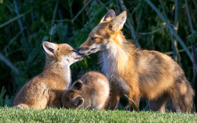 A family of foxes in a park setting