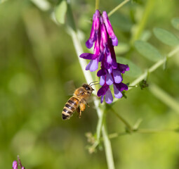 A honey bee collecting pollen on purple flowers