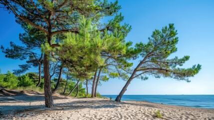 Pine trees on sandy beach under clear blue sky