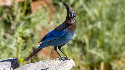 A stellers jay on a wooden railing