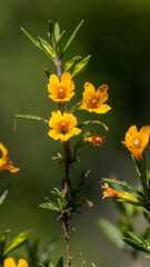Fototapeta premium Wild flowers out on a trail somewhere in San Jose