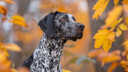 A black-and-white dog stands before a tree, its yellow leaves scattered on the ground The dog gazes away, off to the side