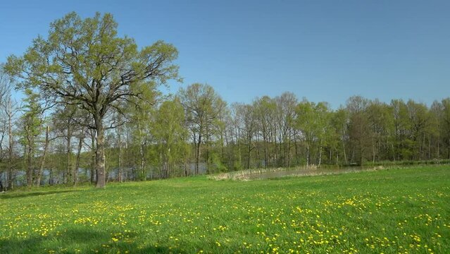 Bl&uuml;hende Wiesen an den Plothener Teichen in Th&uuml;ringen