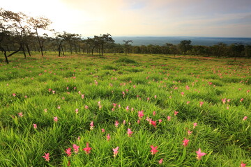 Dok krachiao blooming or Siam-Tulip festival in Thung Bua Sawan (Sai Thong National Park) Chaiyaphum, Thailand 