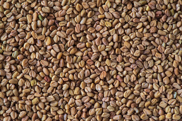 Texture of dried fenugreek seeds, close-up