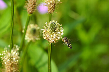 Close up female hoverfly Scaeva selenitica flying to flowers of ribwort plantain (Plantago lanceolata), family Plantaginaceae. Spring, Netherlands, May