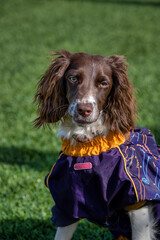 english cocker spaniel