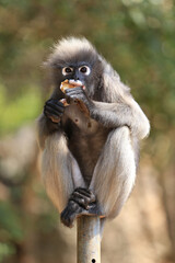 The dusky leaf monkey is a rather small primate. Commonly found in the southern forests of Thailand 
