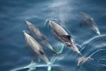 The Fascinating World of Dolphin Fish: Oceanic Wonders