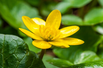 Close-up of a bright yellow flower Ficaria verna with green leaves in the background.