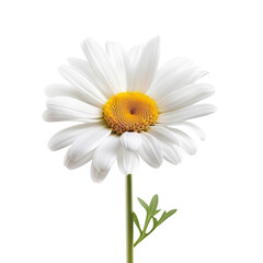 Close-Up of a Single White Daisy Flower with Yellow Center