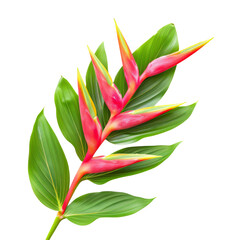 Vibrant Heliconia Flower with Green Leaves