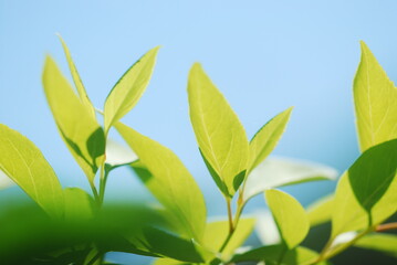 green leaves against blue sky