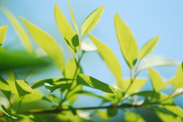 green leaves against blue sky