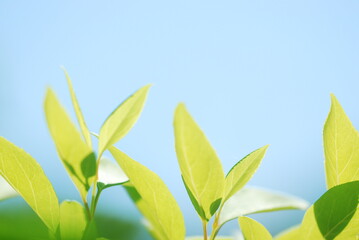 Obraz premium green leaves against blue sky