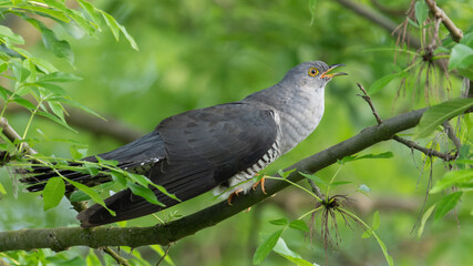 cuckoo on a tree among the leaves   © Damian