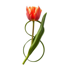 8 March greeting card design with tulips 