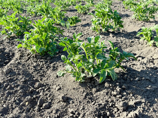 potato bushes growing in the garden bed