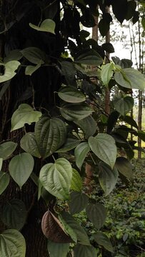 Black pepper plant plantation.  super close up view