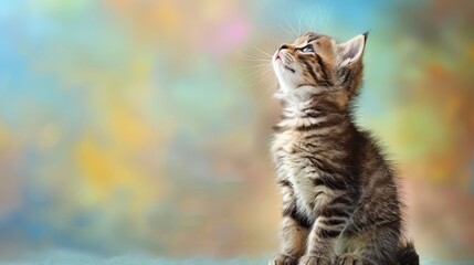 Obraz premium A tiny kitten stands on its hind legs, front paws lifted toward the vibrant sky, gazing up at the multicolored cloud backdrop