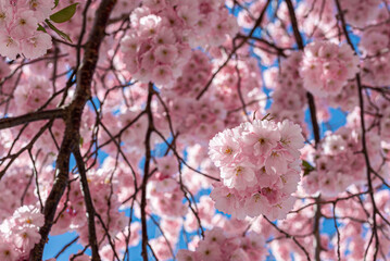 pink sakura blossom in spring