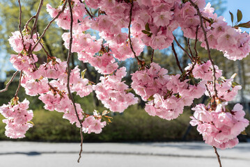 pink cherry blossom in spring