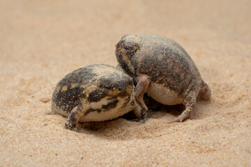 The Desert Rain Frog, Web-footed Rain Frog, or Boulenger's Short-headed Frog (Breviceps macrops) is a species of frog found in Namibia and South Africa.