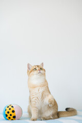 Obraz premium international cat day concept with british cat happy and fun during play ball with owner