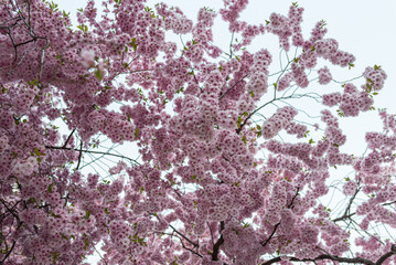 blossom in spring