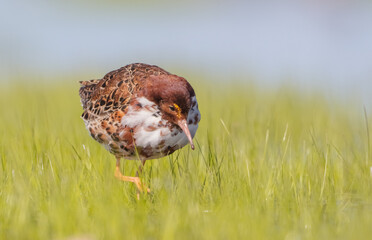 Ruff - male bird at a wetland on the mating season in spring