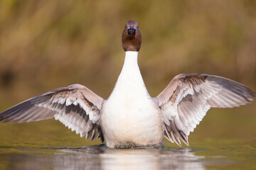 Northern pintail - male bird at a small pond in spring