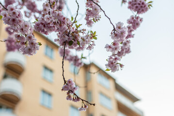 pink sakura blossom in spring