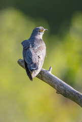 Common cuckoo - in spring at a wet forest