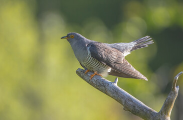Common cuckoo - in spring at a wet forest