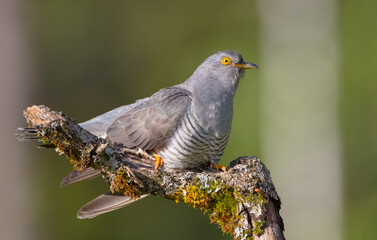 Common cuckoo - in spring at a wet forest