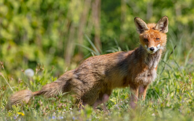 Red fox - in the wet forest in spring