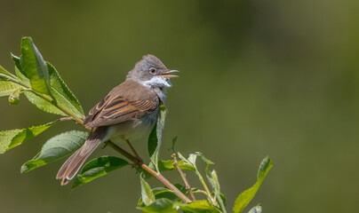 Common whitethroat - at a wet forest in spring