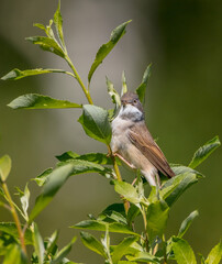 Common whitethroat - at a wet forest in spring