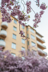 Cherry blossoms in backyard 